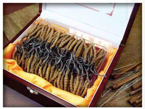 桂东冬虫夏草回收